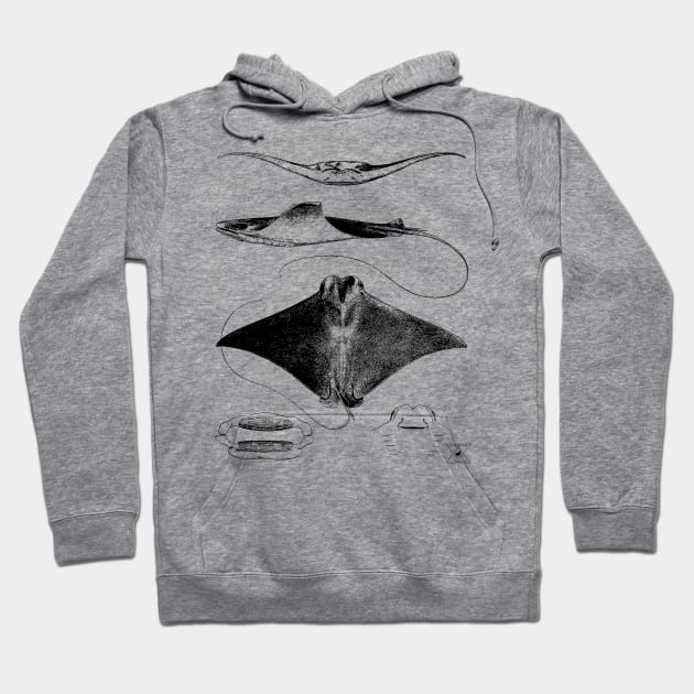 Stingray Anatomy | Sharks Ocean Sea Animal Science Hoodie by encycloart